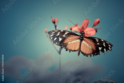Butterfly  is flying over grass and flowers
 photo