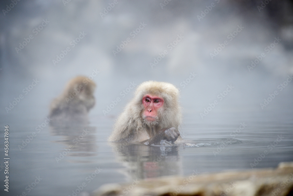 Naklejka premium snow monkey