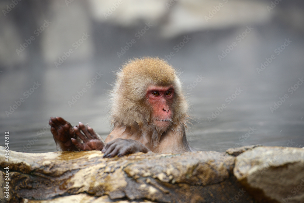 Naklejka premium snow monkey
