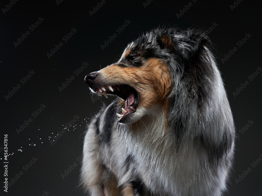 The dog catches splashes, wings. Wet pet. Funny Sheltie on black The dog catches splashes, wings. Wet pet. Funny Sheltie on black