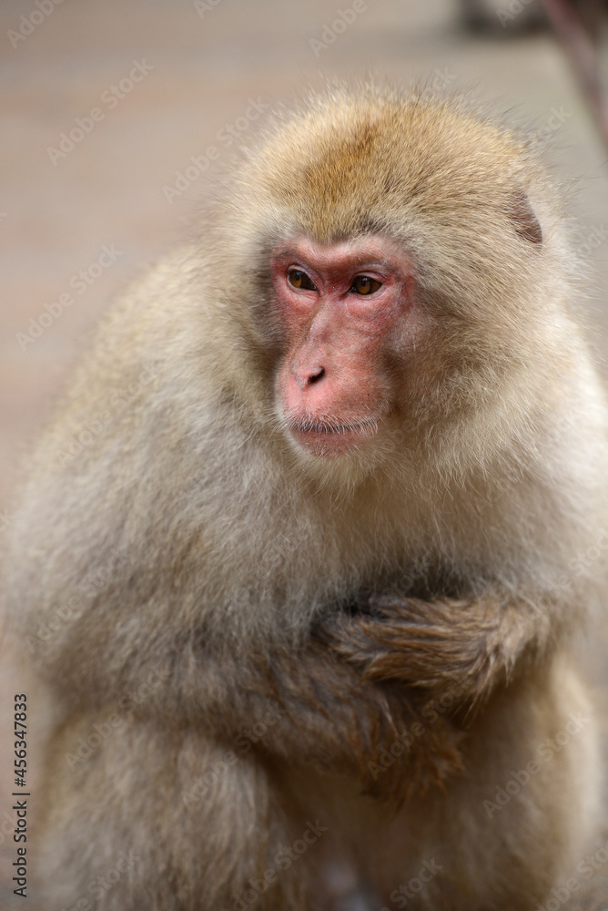 snow monkey snow monkey