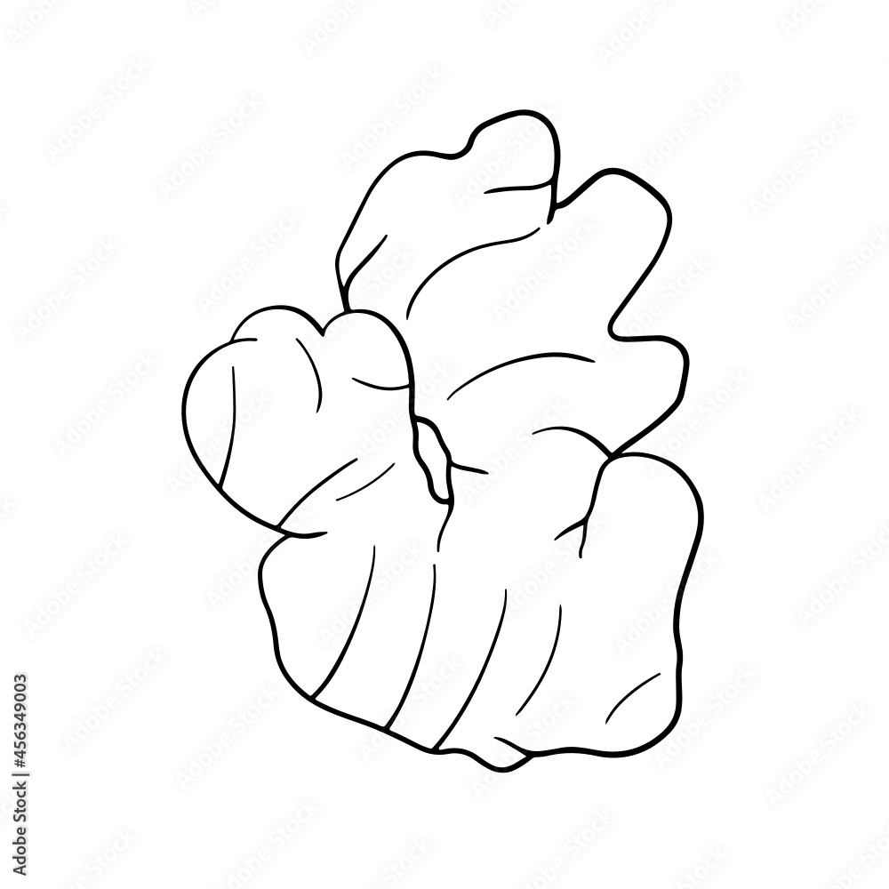 Ginger Line Art Logo Vegetable Vege Vegan Health Healthy Food Stock