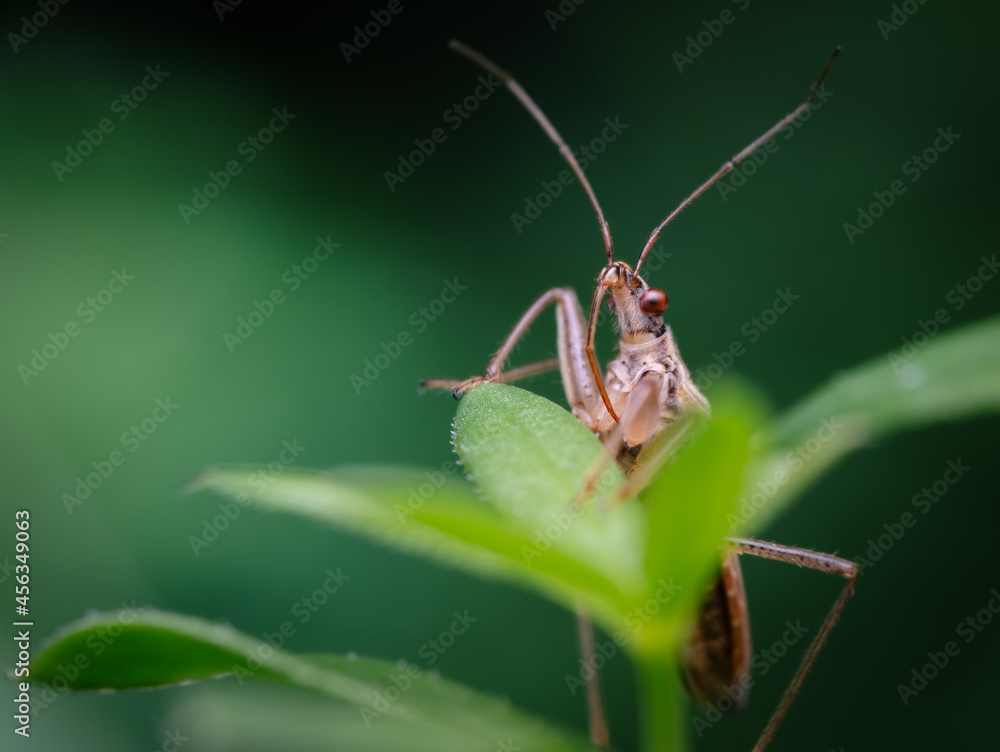 Sichelwanzen (Nabidae), insekten , Nahaufnahme Sichelwanzen (Nabidae), insekten , Nahaufnahme