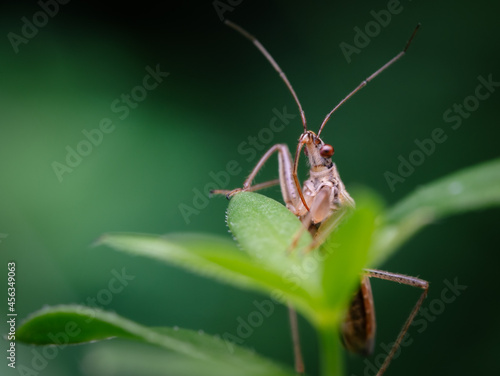 Sichelwanzen (Nabidae), insekten , Nahaufnahme