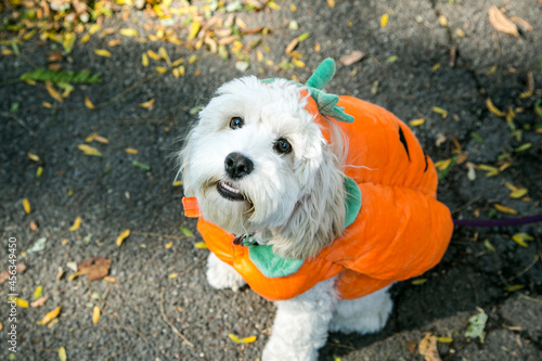 Cute dogs dress in Halloween costumes in New York City photo