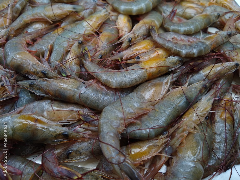 fresh shrimp on ice, close-up view