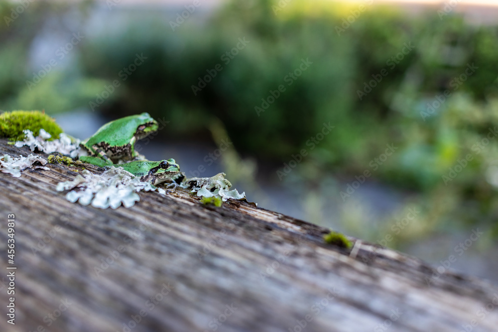 Obraz premium 川辺で座る日本の夏の緑色の2匹の小さいカエル