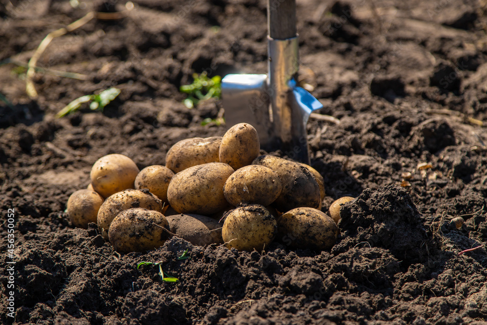 Digging potatoes. Harvest potatoes on the farm. Environmentally friendly and natural product. Digging potatoes. Harvest potatoes on the farm. Environmentally friendly and natural product.