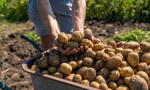 Digging potatoes. Harvest potatoes on the farm. Environmentally friendly and natural product.