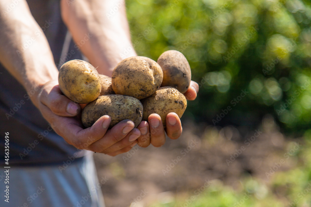 Digging potatoes. Harvest potatoes on the farm. Environmentally friendly and natural product. Digging potatoes. Harvest potatoes on the farm. Environmentally friendly and natural product.