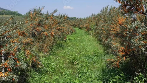 Altai mountains. Sea-buckthorn plantations in autumn. Aerial view.