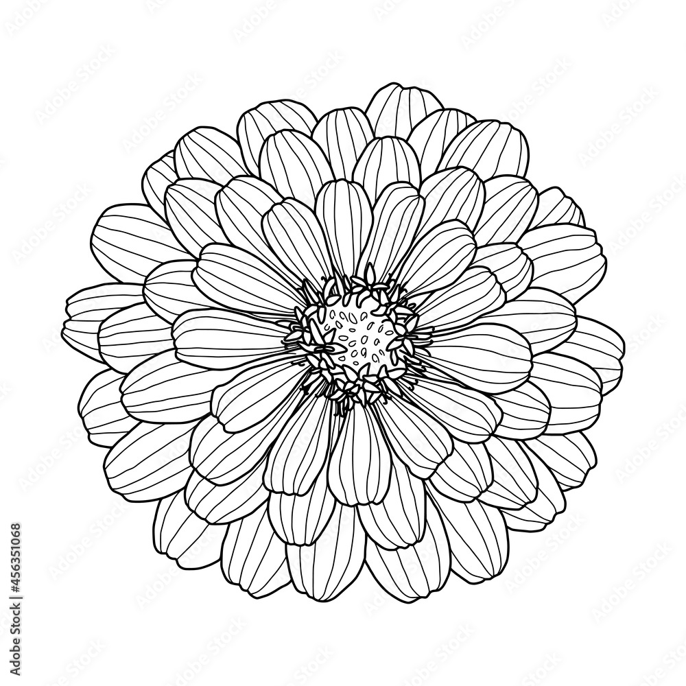 Hand drawing of Zinnia flower head isolated on white background. Element for design in line art style for greeting card, wedding invitation, coloring book. Vector illustration. Hand drawing of Zinnia flower head isolated on white background. Element for design in line art style for greeting card, wedding invitation, coloring book. Vector illustration.
