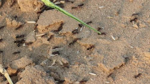 A large group of ants carrying seeds of wild plants and trees scattered in the forest
