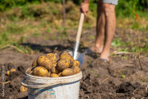 Digging potatoes. Harvest potatoes on the farm. Environmentally friendly and natural product.