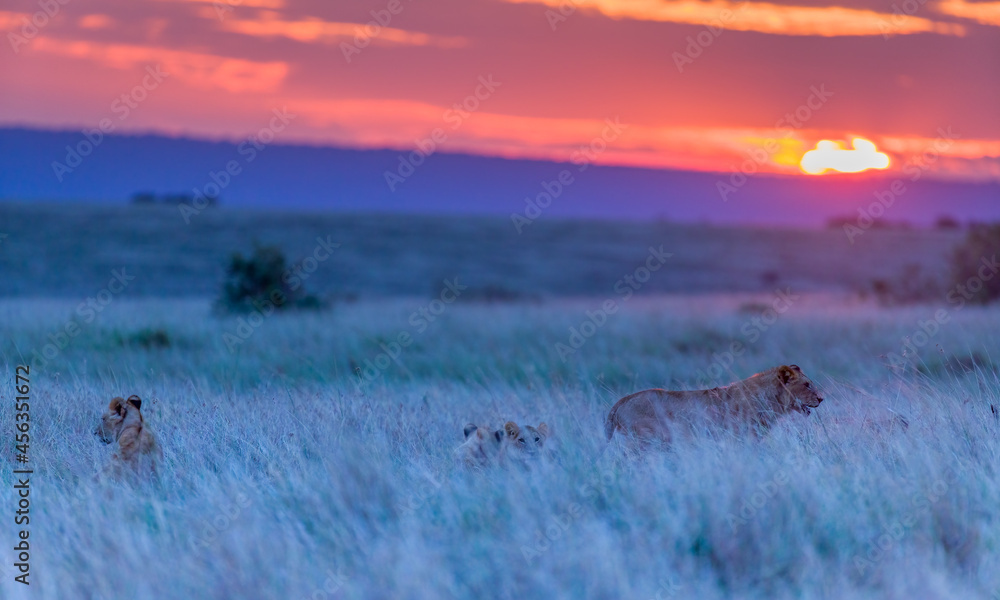 Naklejka premium Sunset over Masai Mara, with nice colours.