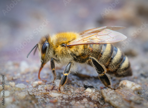 Bienen (Anthophila), nahaufnahme © Marcel