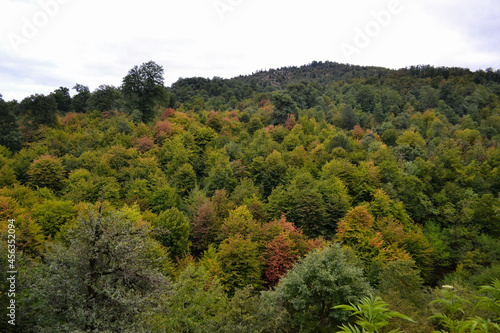 The image of autumn forest with yellow, red and green leaves. The beginning of autumn. Forest in fog. Colorful forest. 