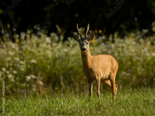 roe deer rut © rasto24