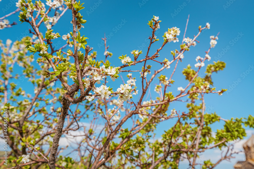 blooming apricot tree close-up. The concept of spring and warm weather blooming apricot tree close-up. The concept of spring and warm weather