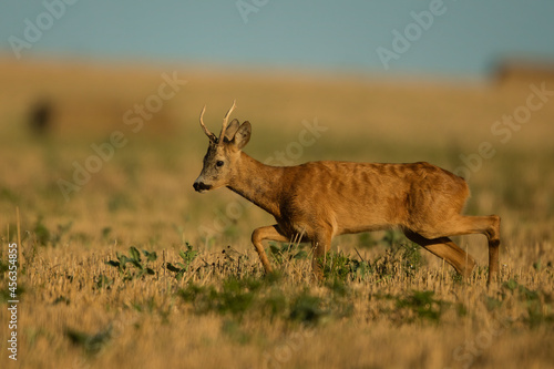 roe deer rut