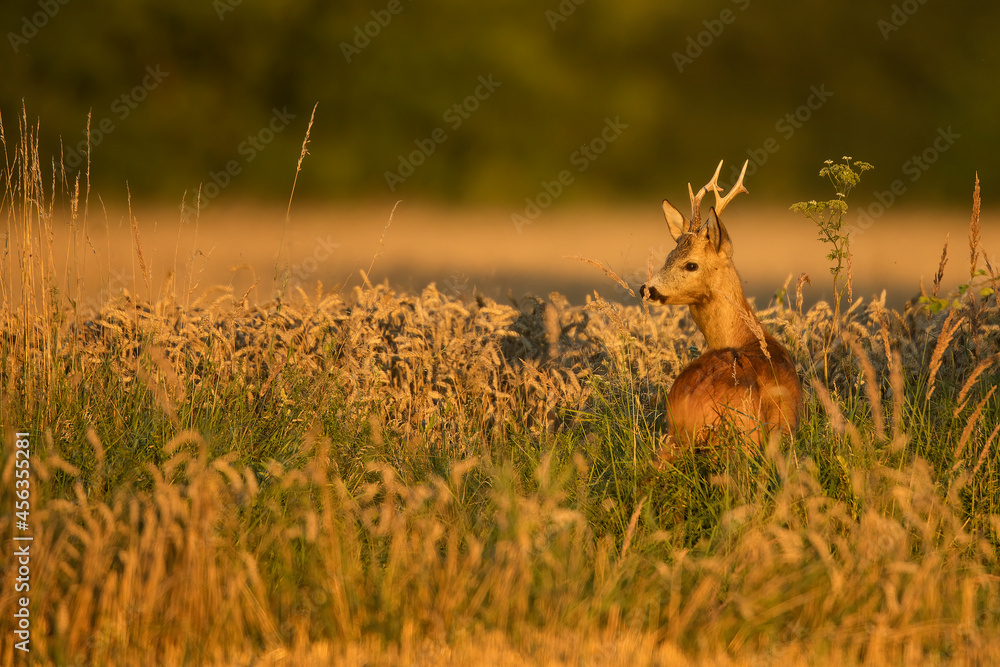 roe deer rut