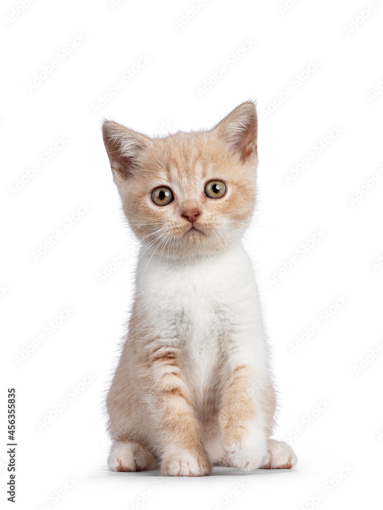 Adorable creme with white British Shorthair cat kitten, sitting up facing front. Looking towards camera. isolated on white background. One paw playfully lifted.
