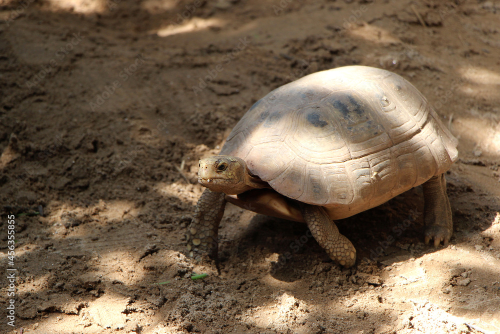 Fototapeta premium Elongated tortoise in the nature, Indotestudo elongata ,Tortoise sunbathe on ground with his protective shell ,Tortoise from Southeast Asia and parts of South Asia ,High yellow Tortoise