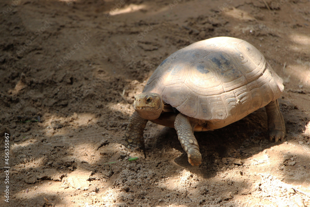 Obraz premium Elongated tortoise in the nature, Indotestudo elongata ,Tortoise sunbathe on ground with his protective shell ,Tortoise from Southeast Asia and parts of South Asia ,High yellow Tortoise