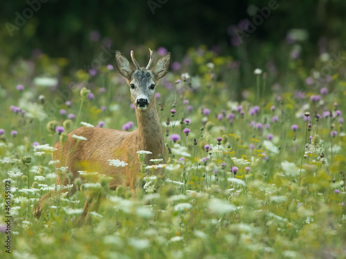 roe deer rut