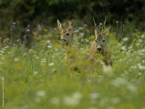 roe deer rut