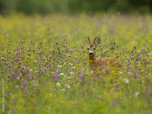 roe deer rut