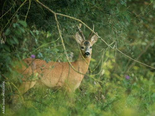 roe deer rut