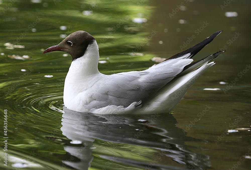 white duck swimming in the water