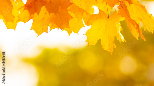 Autumn leaves. Abstract autumn nature background with maple tree leaves. Fall background