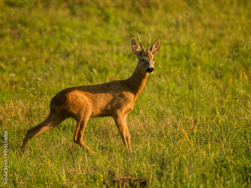 roe deer rut