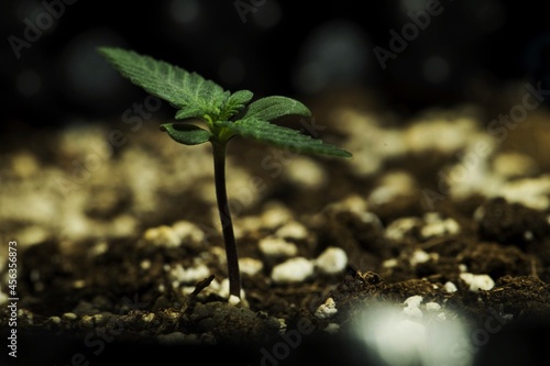 Cannabis growing: grow weed indoo. Marijuana HD