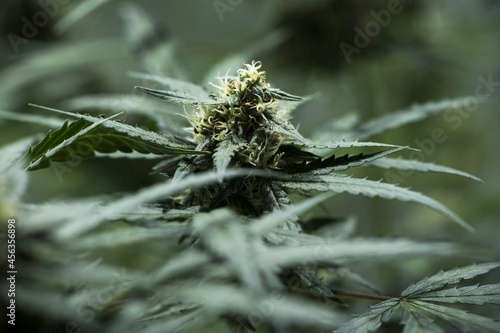 Cannabis growing: grow weed indoo. Marijuana HD