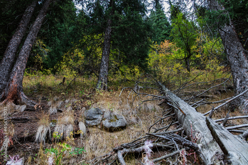 forest in the forest