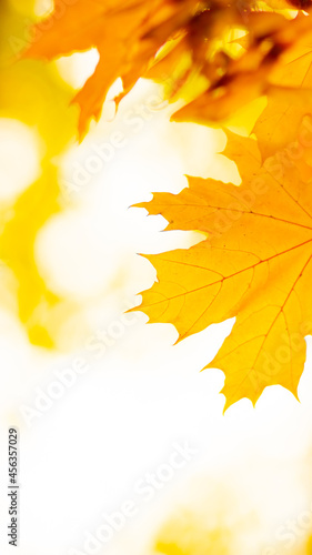 Golden autumn concept with copy space. Autumn maple leaves