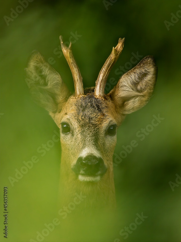 roe deer rut