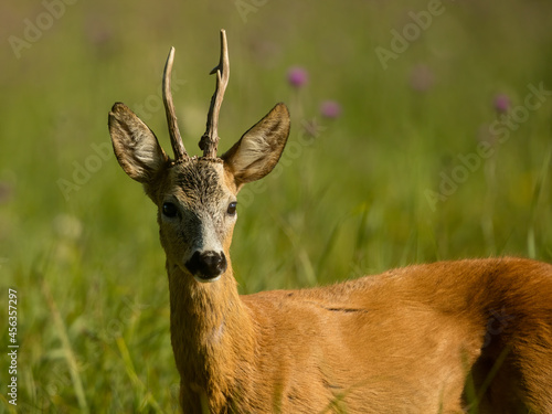 roe deer rut
