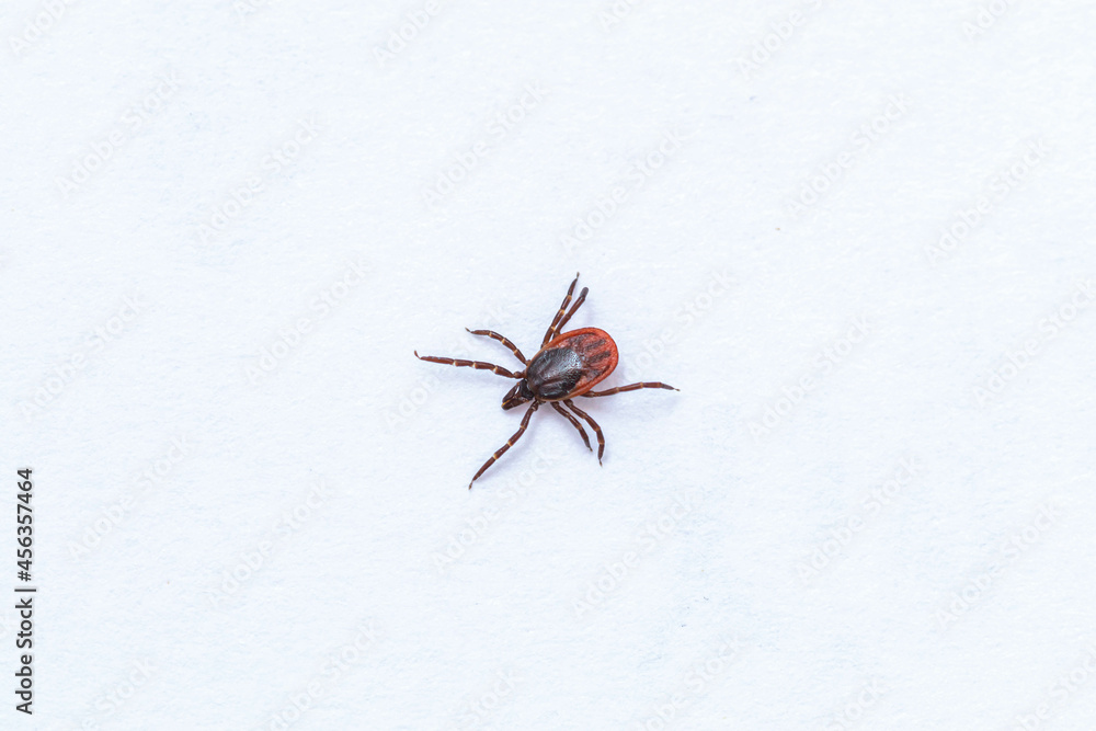 Tick tick on white background, close up shot. Tick tick on white background, close up shot.
