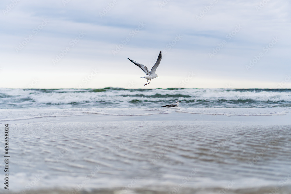 Seagull taking off from the beach with beautiful waves in the background Seagull taking off from the beach with beautiful waves in the background