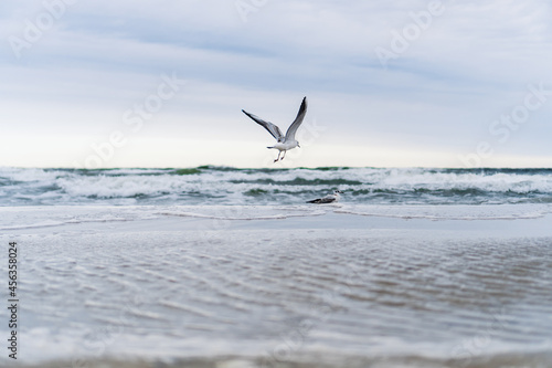 Seagull taking off from the beach with beautiful waves in the background