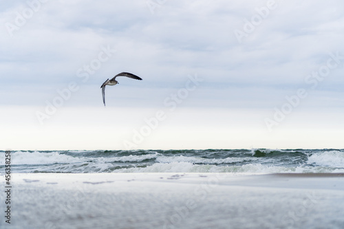 Seagull flying over the beach with beautiful waves in the background on an overcast day