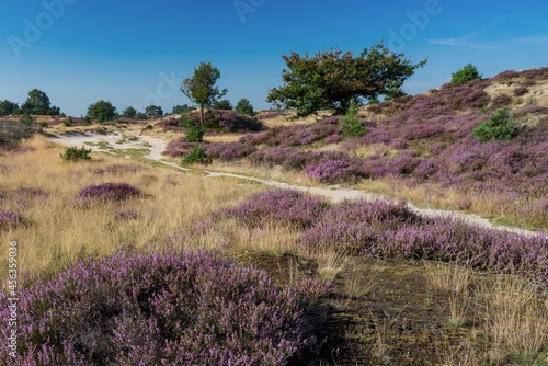 Landscape Aekingerzand National Park Drents Friese Wold photo