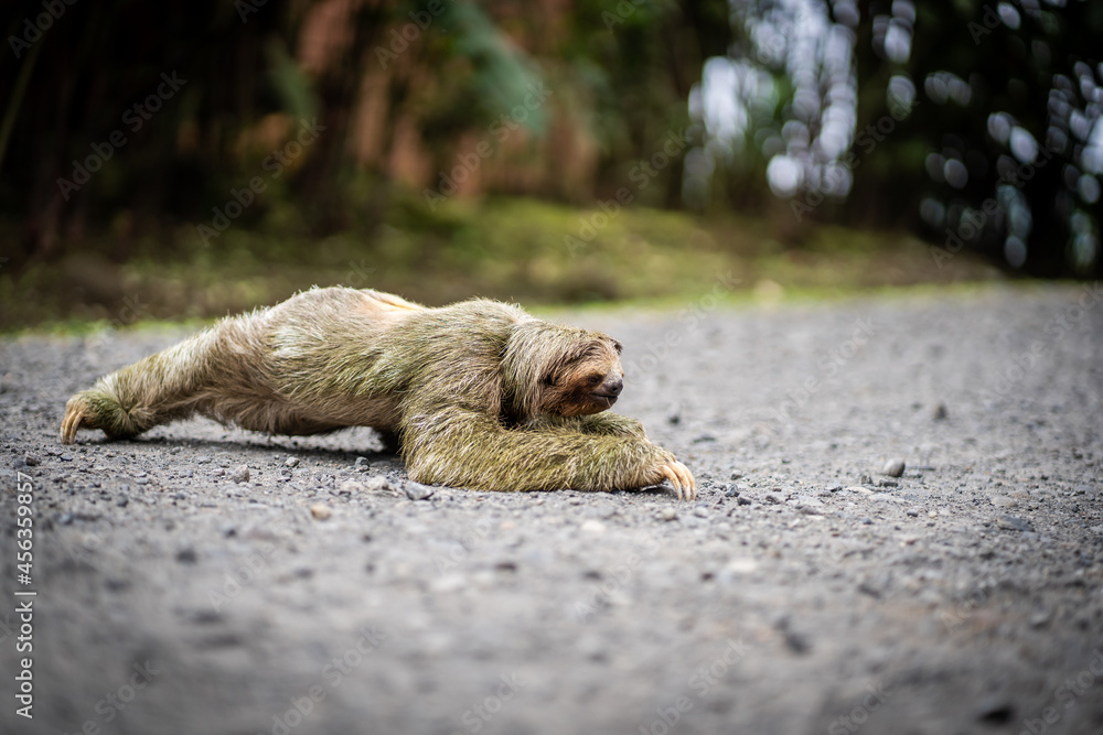 Fototapeta premium Profile of a sloth crossing a tropical path