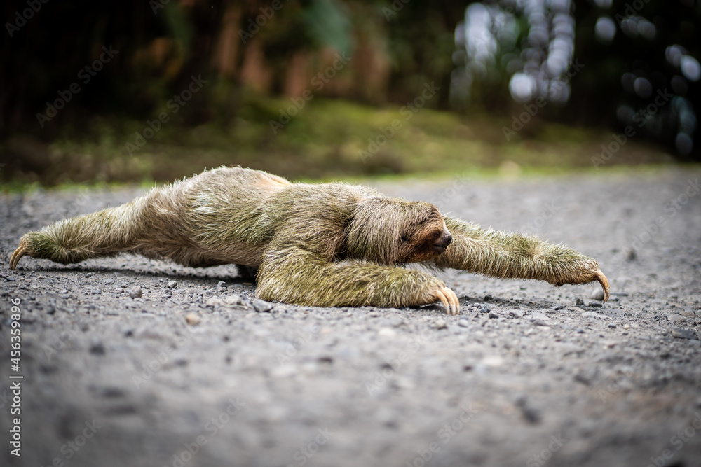Fototapeta premium Sloth crossing a tropical path during daytime