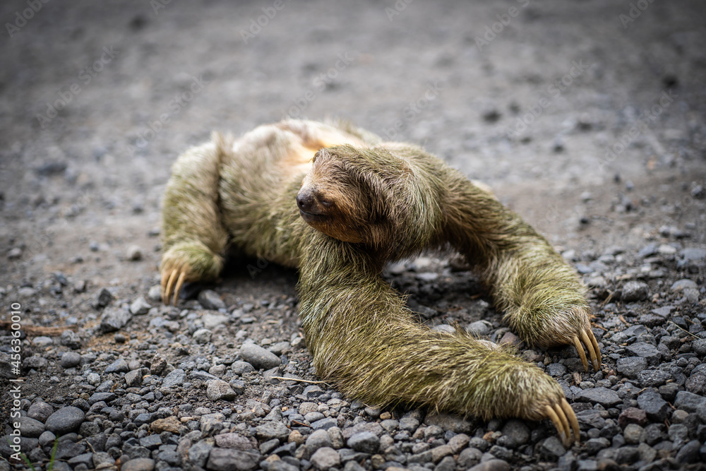 Fototapeta premium Close-up view of a sloth crossing a tropical road
