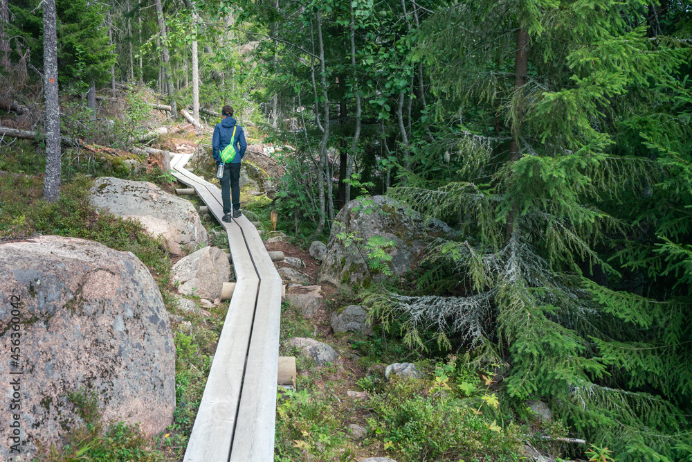 Female hiker walking on a narrow wooden walk through the forest in Skuleskogen National Park, Sweden.